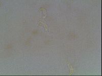 Macrobiotus anderssoni image