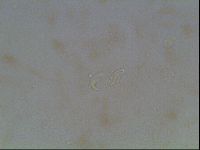 Macrobiotus anderssoni image