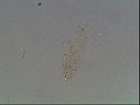 Macrobiotus anderssoni image