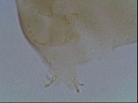 Macrobiotus anderssoni image