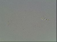 Macrobiotus anderssoni image