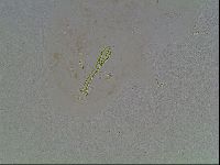 Macrobiotus anderssoni image
