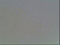 Macrobiotus anderssoni image