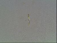 Macrobiotus anderssoni image