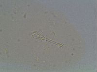Macrobiotus anderssoni image