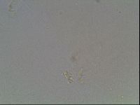 Macrobiotus anderssoni image