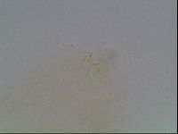 Macrobiotus anderssoni image