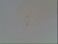 Macrobiotus anderssoni image