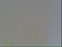 Macrobiotus anderssoni image