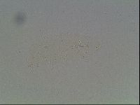 Macrobiotus anderssoni image