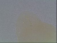 Macrobiotus anderssoni image