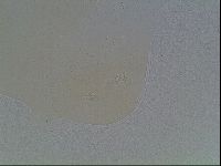 Macrobiotus anderssoni image