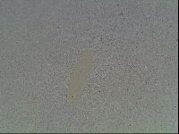 Macrobiotus anderssoni image