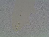 Macrobiotus anderssoni image