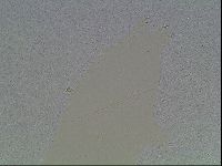 Macrobiotus anderssoni image