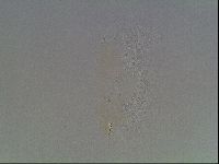 Macrobiotus anderssoni image