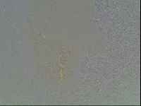 Macrobiotus anderssoni image