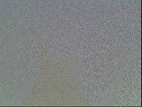 Macrobiotus anderssoni image