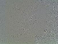 Macrobiotus anderssoni image