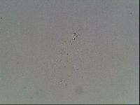 Macrobiotus anderssoni image