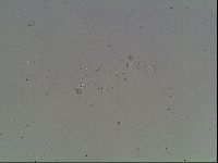 Macrobiotus anderssoni image