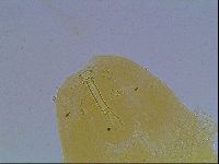 Paramacrobiotus areolatus image