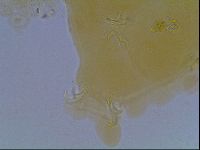 Paramacrobiotus areolatus image
