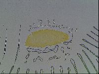Paramacrobiotus areolatus image
