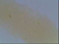 Paramacrobiotus areolatus image