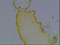 Paramacrobiotus areolatus image