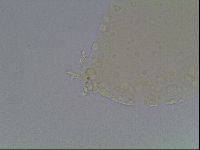 Paramacrobiotus areolatus image