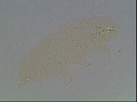 Paramacrobiotus areolatus image