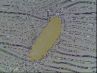 Paramacrobiotus areolatus image
