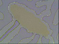 Paramacrobiotus areolatus image