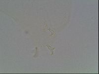 Paramacrobiotus areolatus image