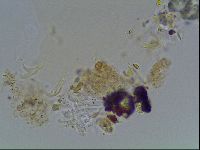 Paramacrobiotus areolatus image