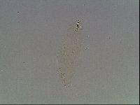 Paramacrobiotus areolatus image