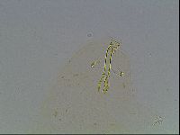 Paramacrobiotus areolatus image