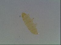 Paramacrobiotus areolatus image