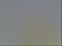 Paramacrobiotus areolatus image