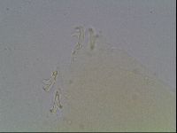 Paramacrobiotus areolatus image