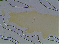 Paramacrobiotus areolatus image