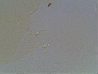Paramacrobiotus areolatus image