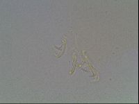 Paramacrobiotus areolatus image