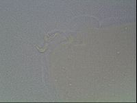 Paramacrobiotus areolatus image