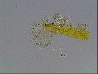 Paramacrobiotus areolatus image