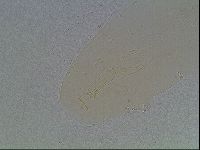 Paramacrobiotus areolatus image