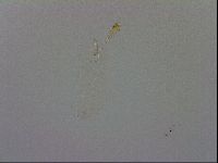 Minibiotus aculeatus image