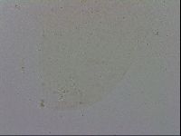 Minibiotus aculeatus image