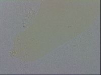 Minibiotus aculeatus image